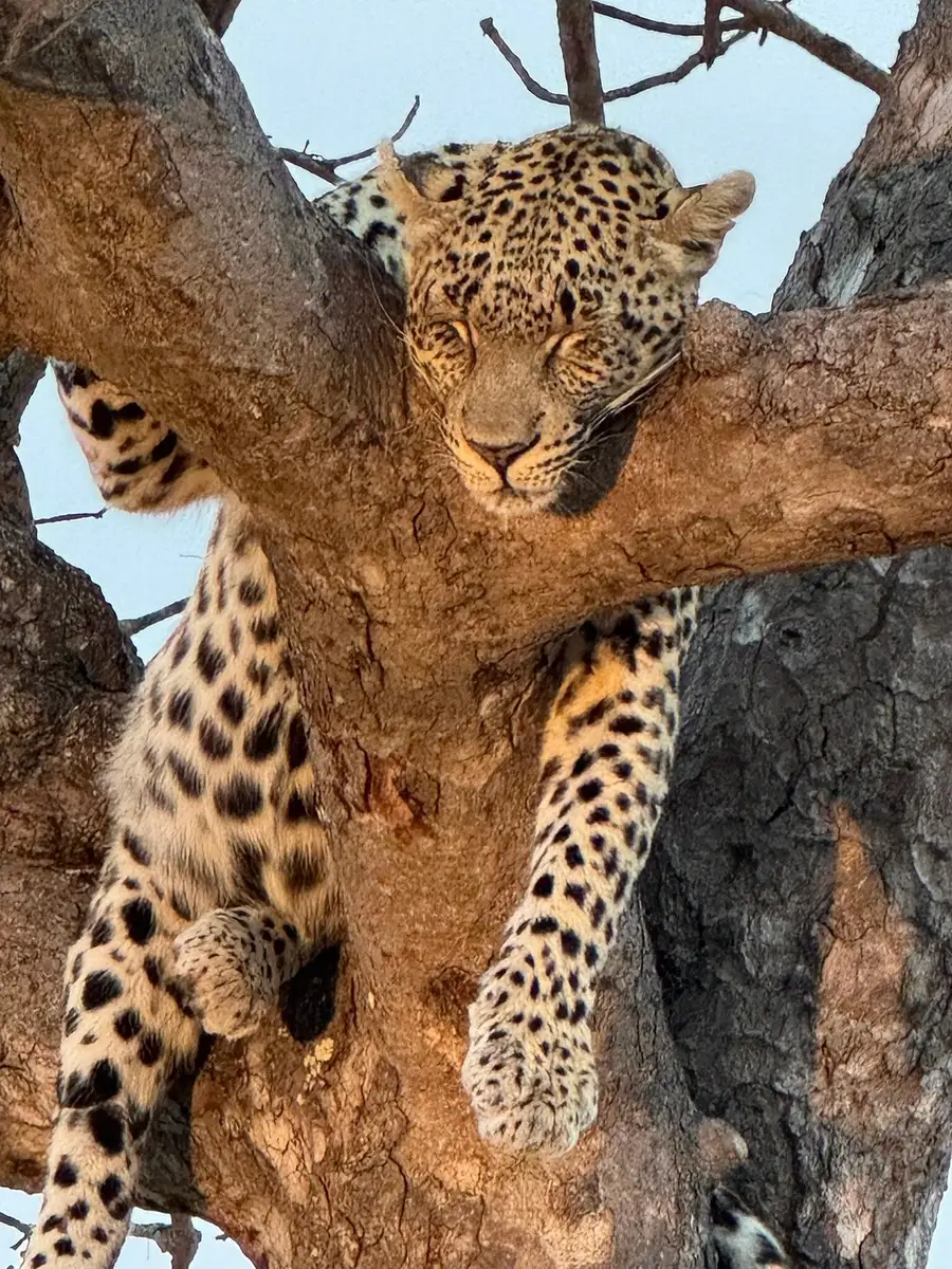 USA guests enjoyed a luxury journey through South Africa, Zambia, and Zimbabwe, from Cape Town’s The Marly Boutique Hotel to Simbavati Hilltop Lodge, Victoria Falls’ Royal Livingstone Hotel, and Malori Mashuma Camp.